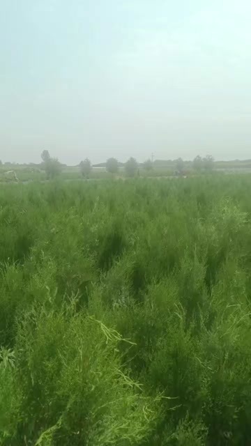 徽县侧柏窄冠侧柏