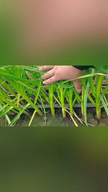 东北一点红蒜苗