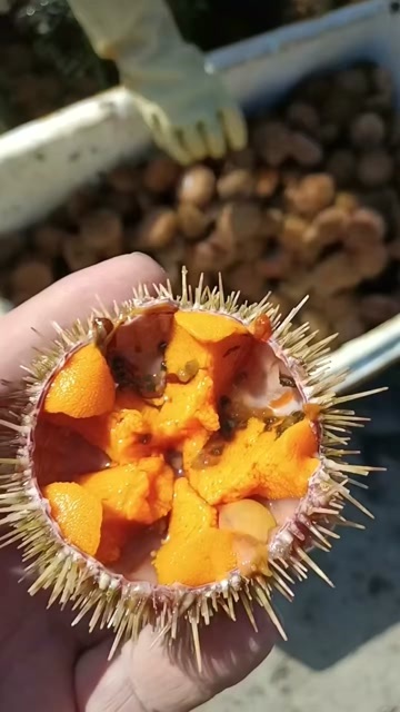 大连大连本地精品小马胆（马粪海胆）