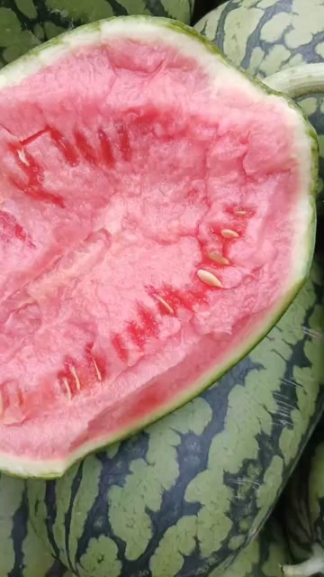 砀山县精品早春红玉西瓜，大量上市中，需要的联系