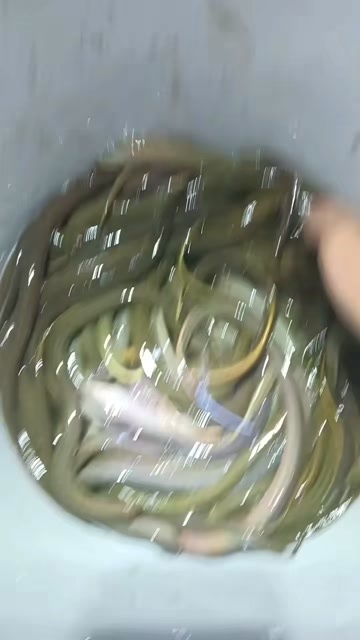 洞口县黄鳝