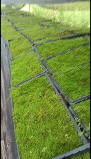 苔藓 ，青苔 ，大羽藓，朵朵藓，牛毛藓，大灰藓，微景观专用