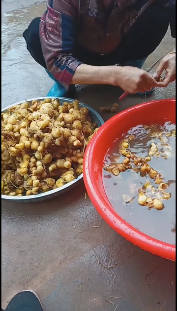 干品甜黄精，湘西西晃山特产多花姜形甜黄精(富硒)滋补。