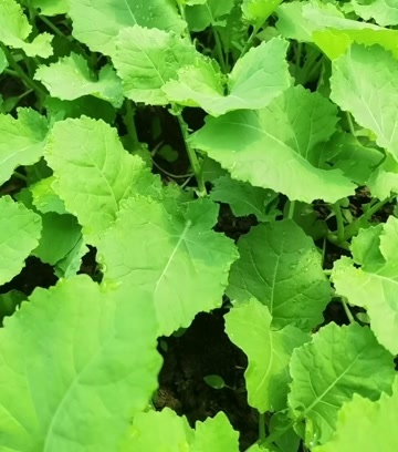 界首市油菜苗马上上市