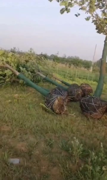 沭阳县基地大量出售4-18公分枫杨