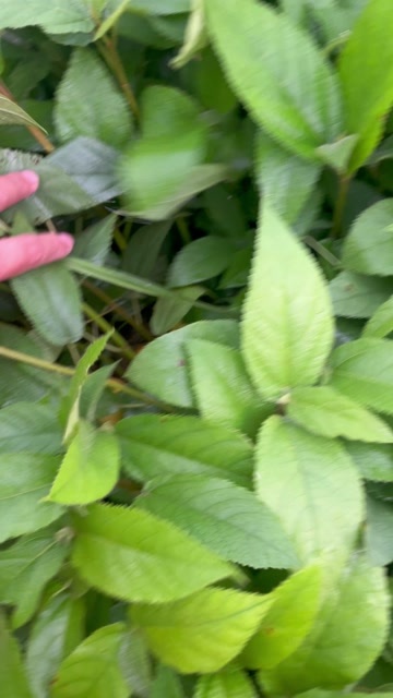 灵山县树苗够高够老 比较好种植