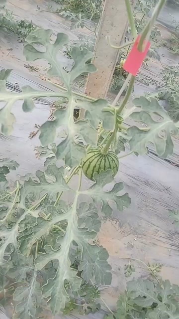 聊城麒麟瓜