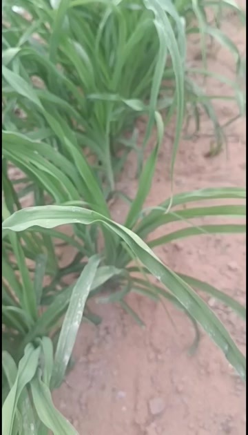 大荔县黄花菜种苗大量供应