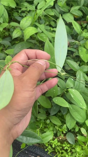 灵山县广西灵山优质土茯苓种苗基地直销
