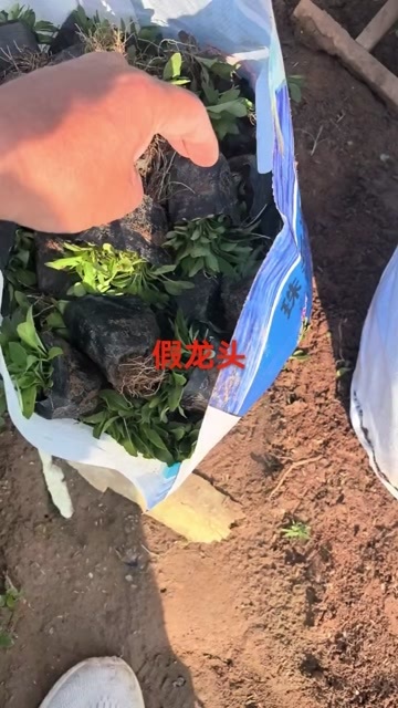假龙头，双色盆假龙头，小盆假龙头，大盆假龙头