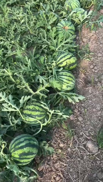 盐城麒麟瓜