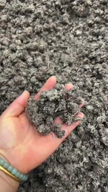 阜南县猫爪草