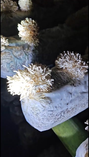 十堰白参菌