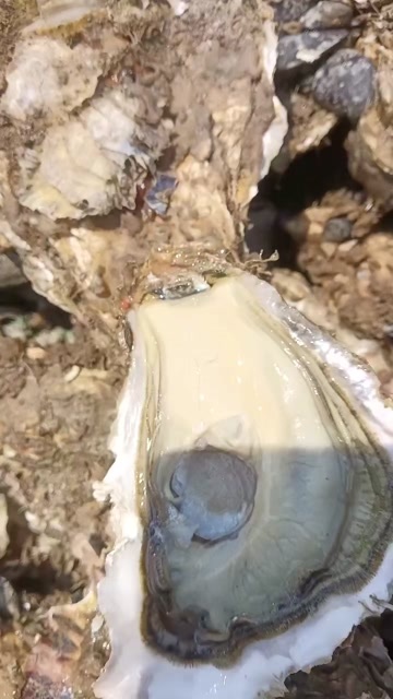 烟台烟台三倍体生蚝