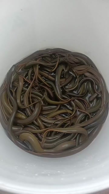 黄鳝