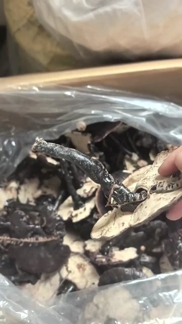 安远县江西紫灵芝黑灵芝林下灵初级农产品灵芝中药材滋补养生药材赣