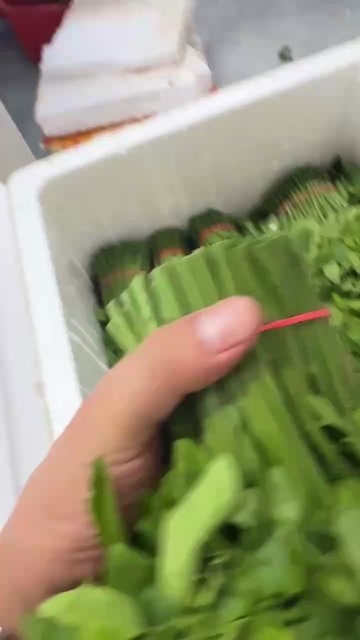 阳春市树仔菜，潮汕菜，野菜