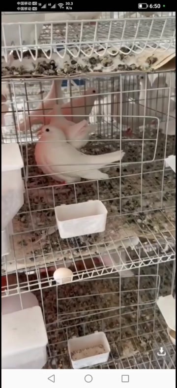孝昌县肉鸽，乳鸽，成品鸽，可包杀好，净堂或半净堂，真空包装