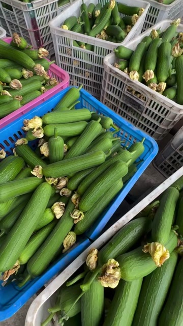 如东县大量丝瓜上市，速度来单