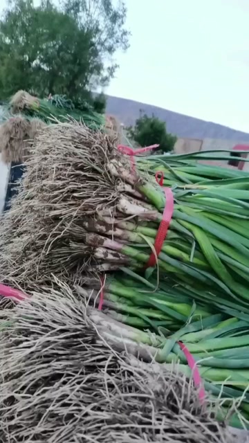 临洮红白蒜苗