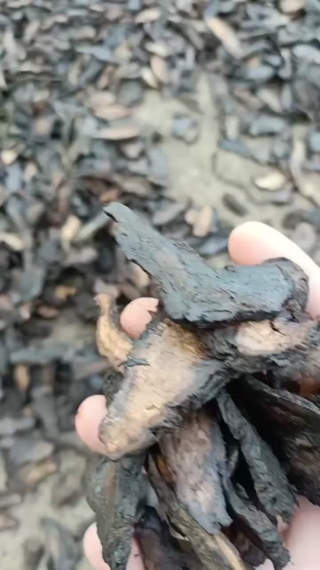 武陟县地黄