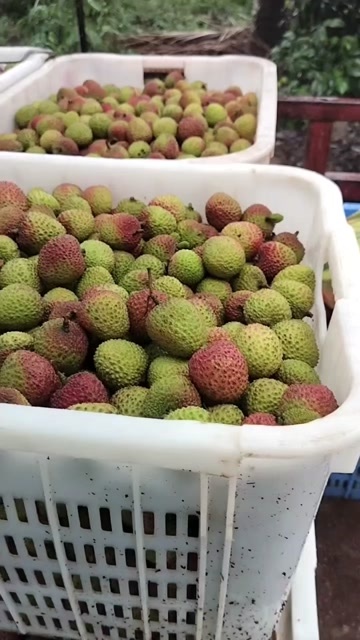 屯昌县荔枝摘果，发全国