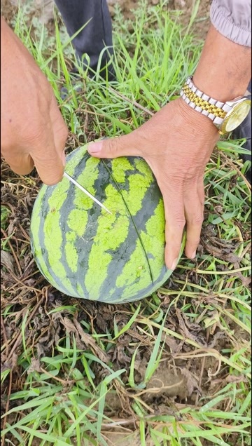 博白县西瓜