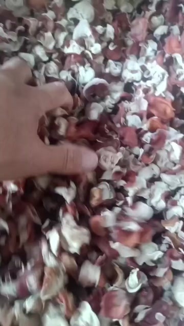 上栗县贵妃耳粉木耳自产自销粉木耳基地贵妃粉木耳批发零售粉木耳精品货