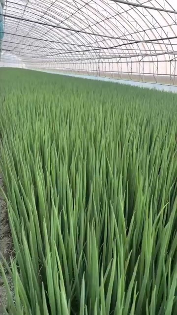 公主岭市吉林省怀德镇千万亩香葱基地，香葱大量有货，品质优，价格低。