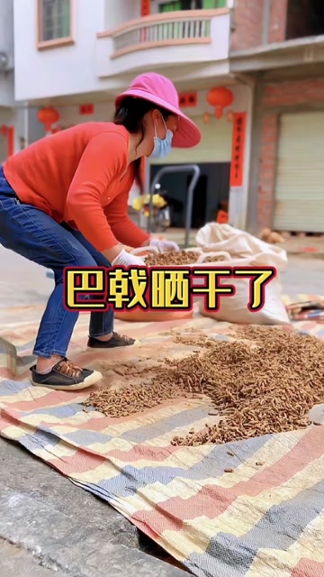 郁南县广东郁南巴戟天
