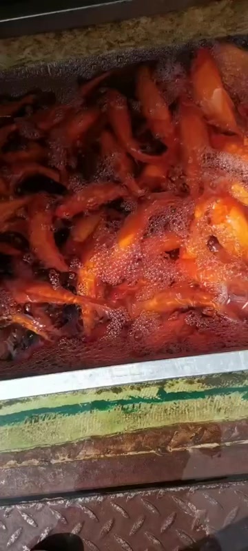 各种规格红鲤鱼需要联系