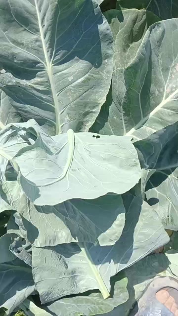 开封白花菜花
