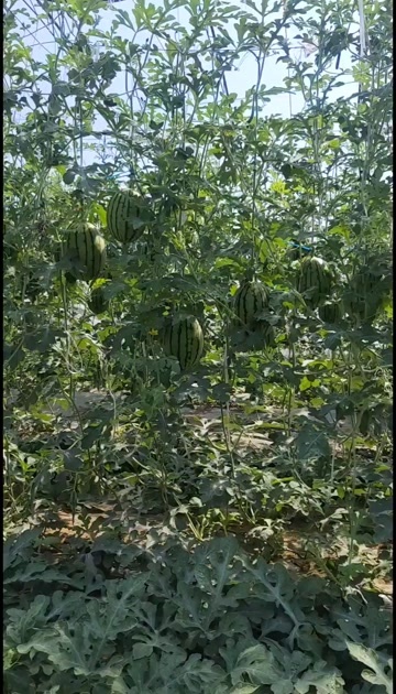 北京吊瓜西瓜彩虹8号