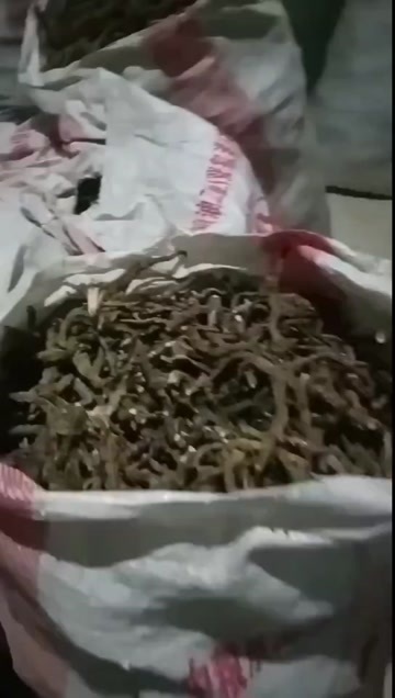 东兴市石菖蒲