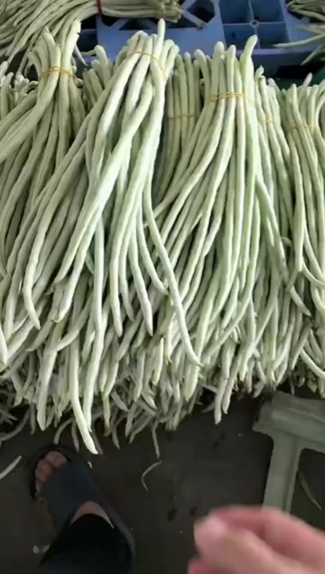 横州市白豆大量上市！！！