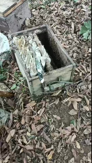 荔枝蜂蜜