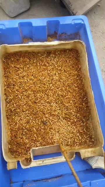 银川黑水虻