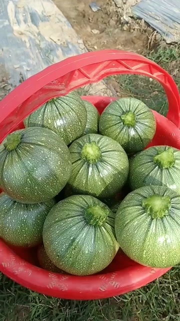 圆西葫芦