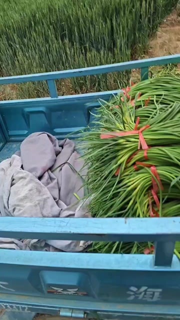商河县出售_批发 红毛蒜薹，白毛蒜薹。大量现货，可保证长期合作