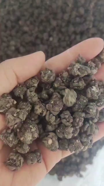 河南信阳猫爪草中药材 干燥根茎 品质可靠 直接供应