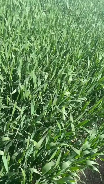 沭阳县江苏省沭阳县1000亩地小麦（接受预定，价格根据时价）