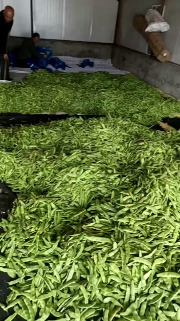 扶余大油豆，质量非常好，口感也特别面，适合于各种炖菜，炒菜