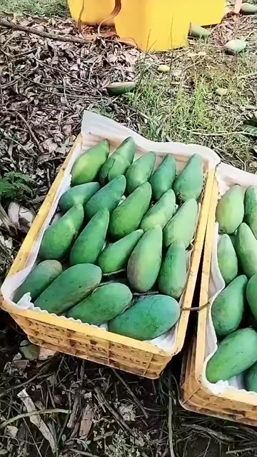 个旧市云南大青上市，二级