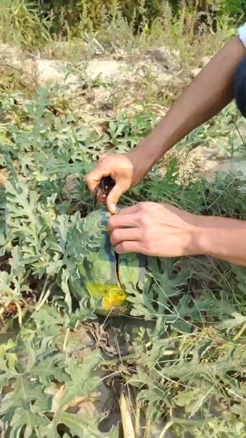宾川县皮薄瓤红