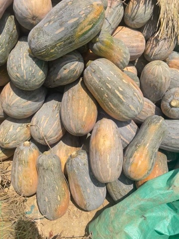 精品坡地南瓜，对货对版