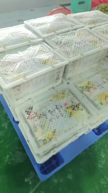 镇宁县蜂糖李