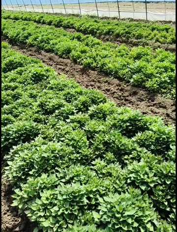 忻州红薯苗济薯26