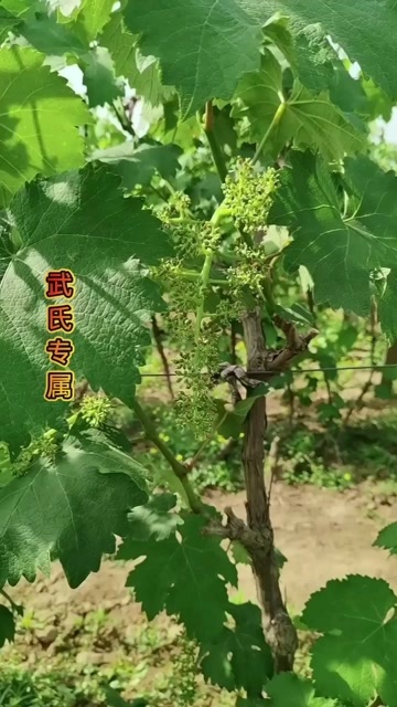 安平县夏黑葡萄新鲜采摘，果粒饱满甜度高葡萄批发零售