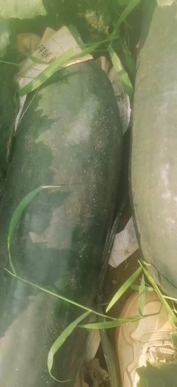 合浦县黑皮冬瓜  地头直采，大概有30来万斤
