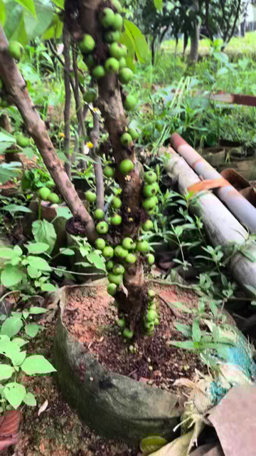 灵山县四季嘉宝果小苗节满了果